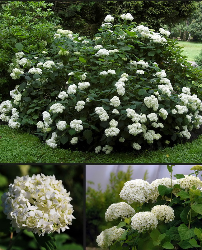 Гортензия древовидная `Грандифлора`, Hydrangea arborescens `Grandiflora ...
